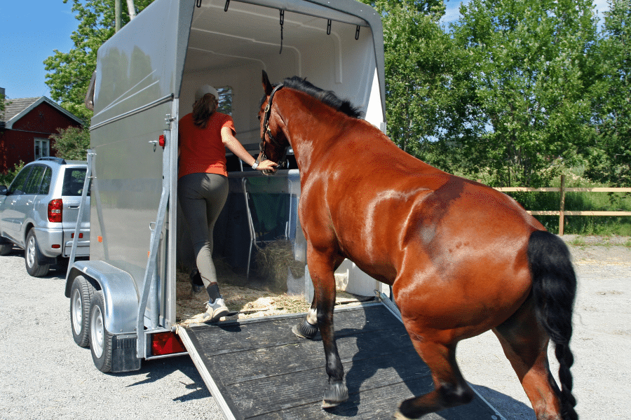 woman loading reddish brown horse onto aluminum horse trailer hooked up to SUV