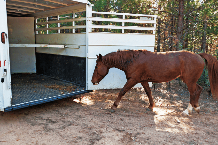 brown horse being left to inspect horse trailer before getting on