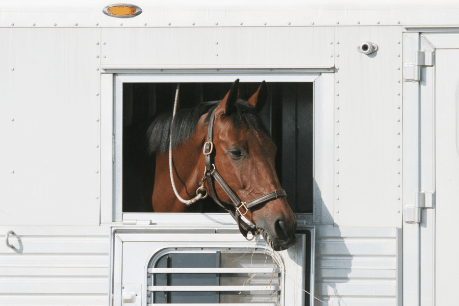 horse on trailer poking head out of side window with hay in its mouth